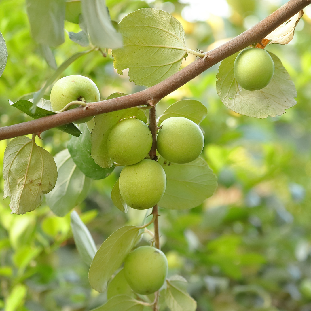 Apple Ber - Green Exotic Fruit Plant