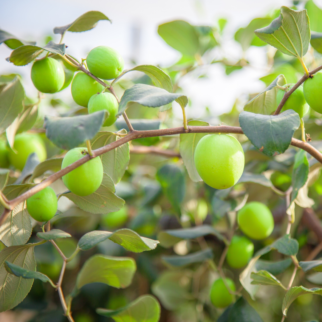 Apple Ber - Green Exotic Fruit Plant