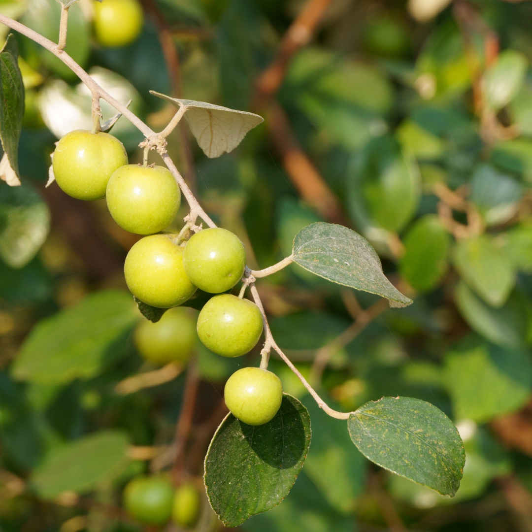 Apple Ber - Green Exotic Fruit Plant