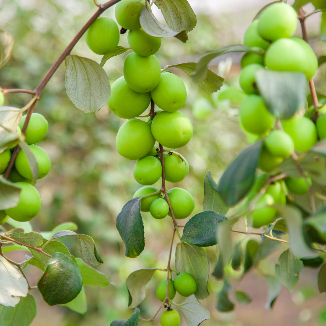 Apple Ber - Green Seedless - Hybrid Fruit Plant