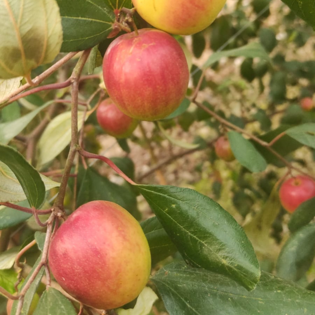 Apple Ber - Miss India Exotic Fruit Plant