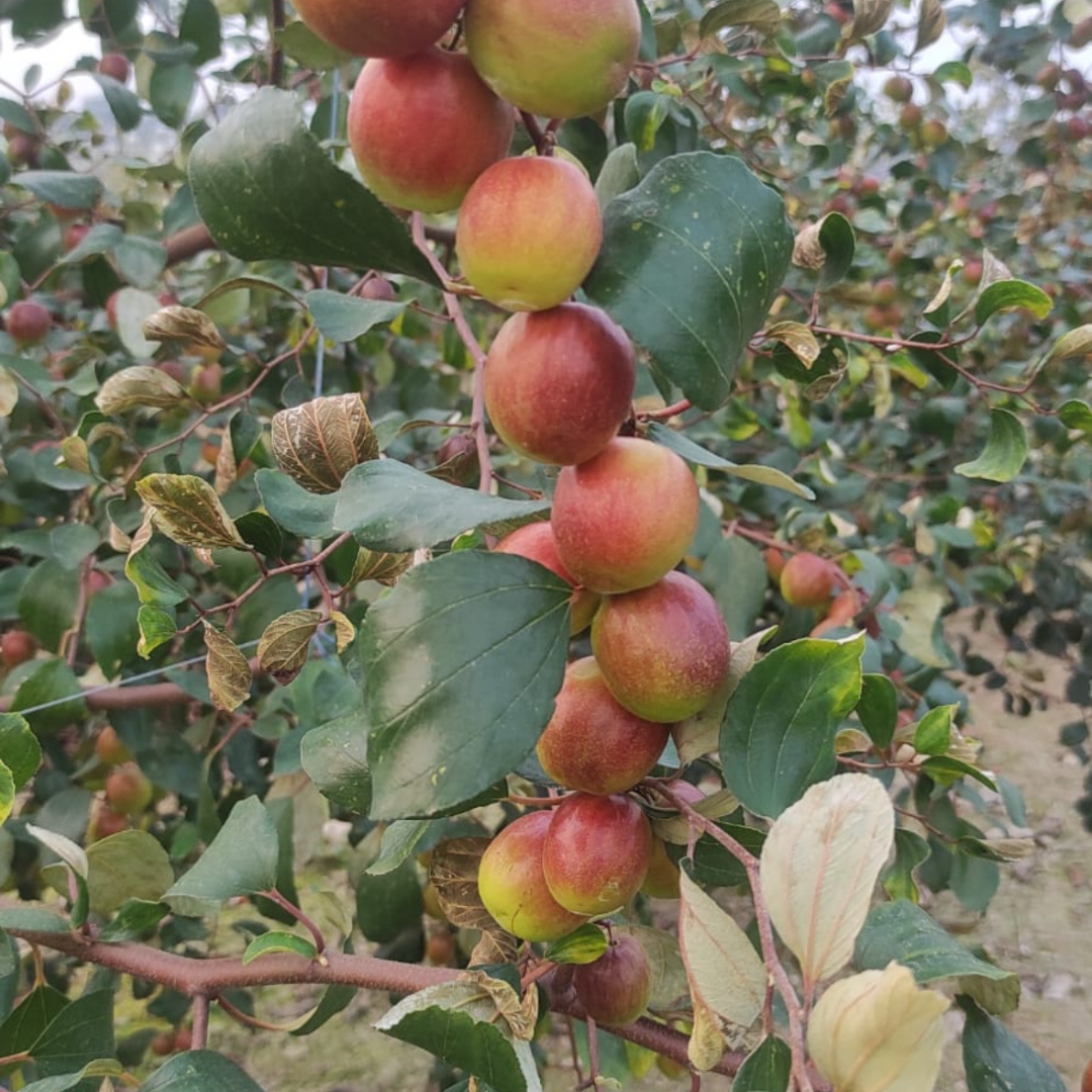 Apple Ber - Miss India Exotic Fruit Plant