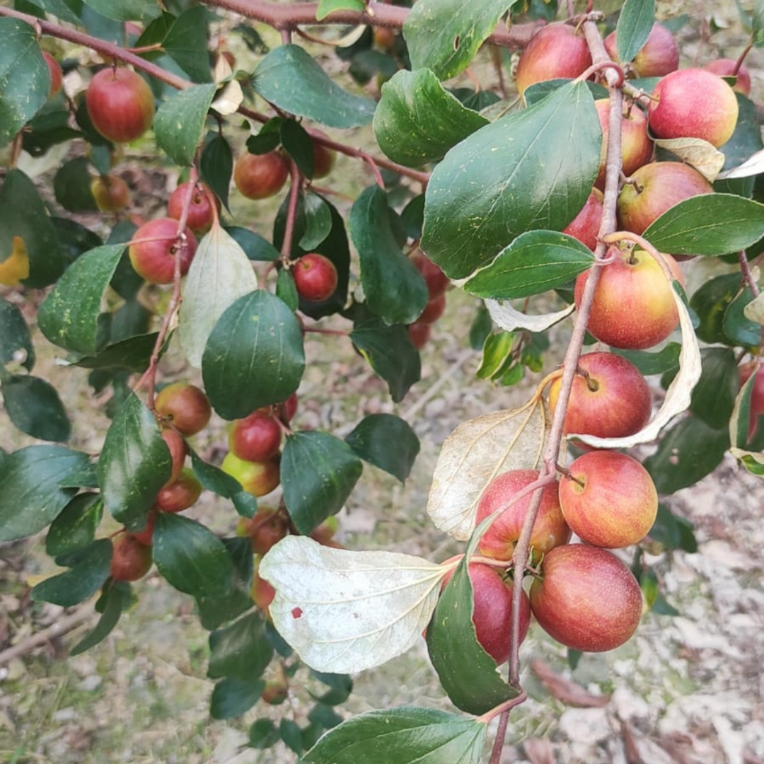 Apple Ber - Miss India Exotic Fruit Plant