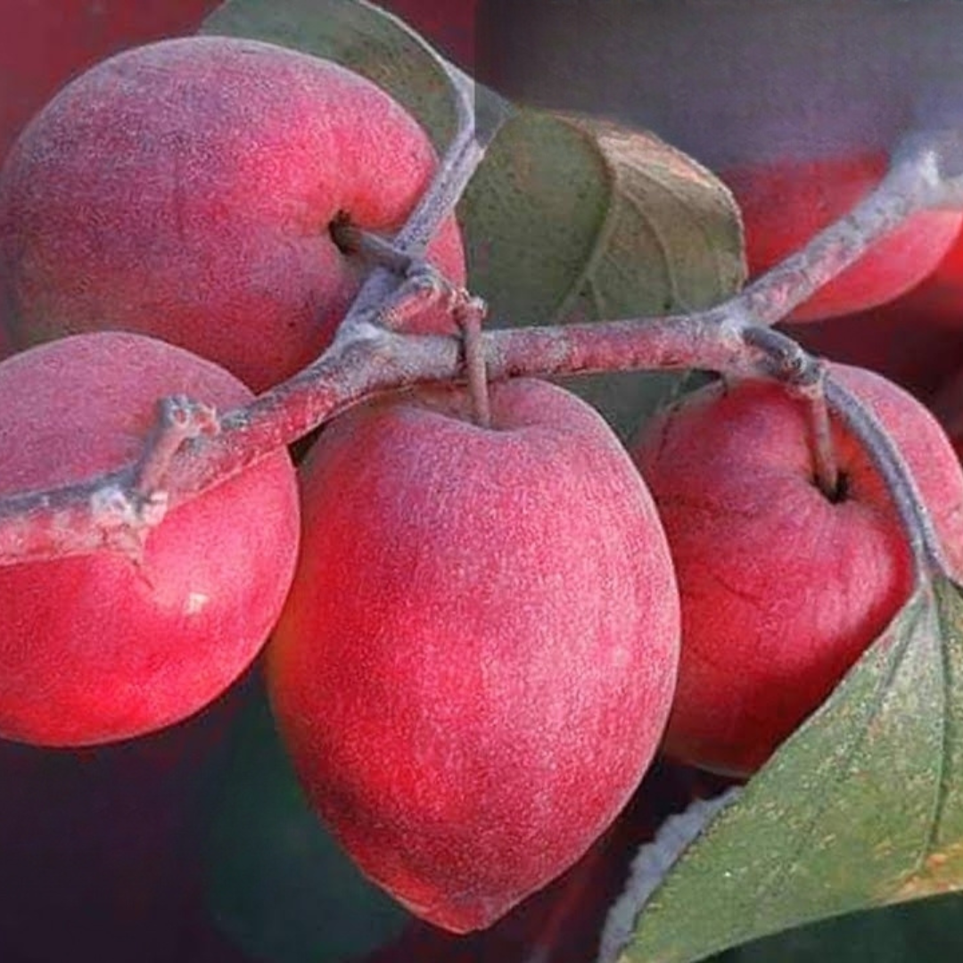 Apple Ber - Red Sundari - Hybrid Fruit Plant