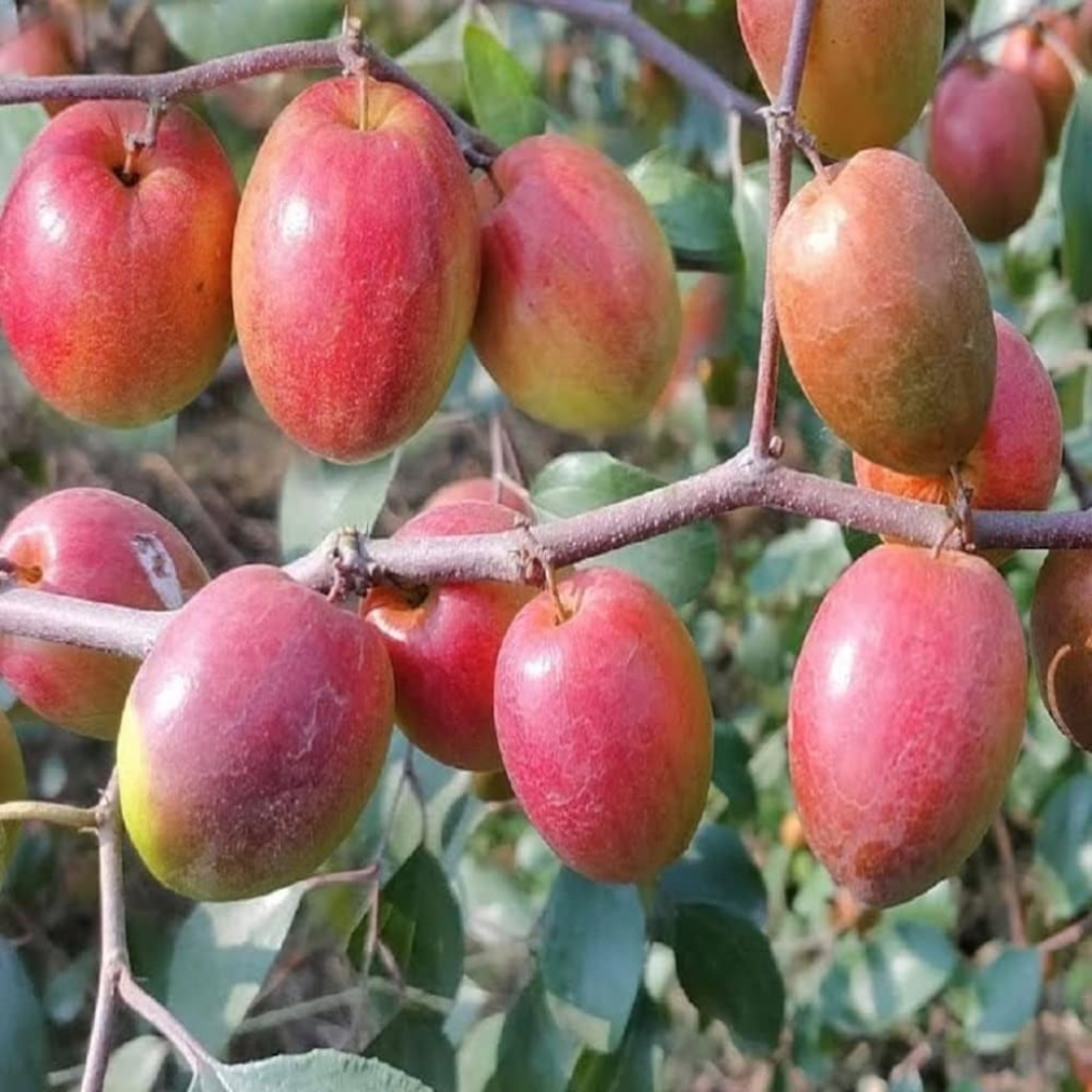 Apple Ber - Red Sundari - Hybrid Fruit Plant