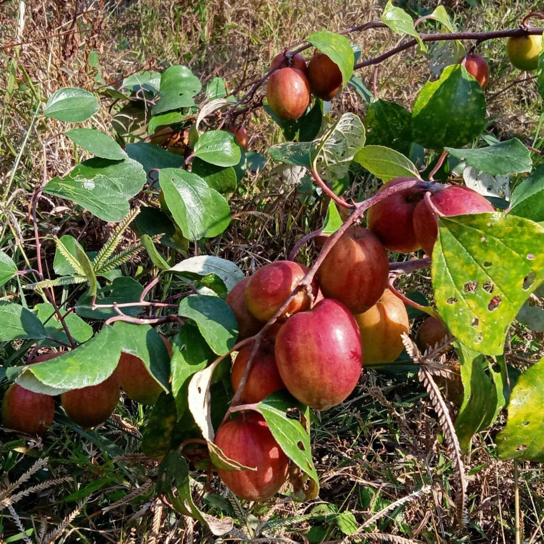 Apple Ber - Red Sundari - Hybrid Fruit Plant