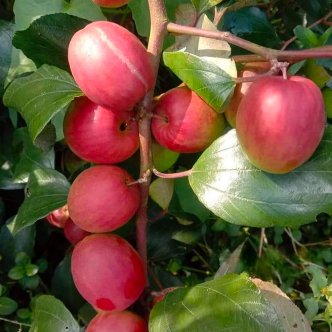 Apple Ber - Red Sundari - Hybrid Fruit Plant