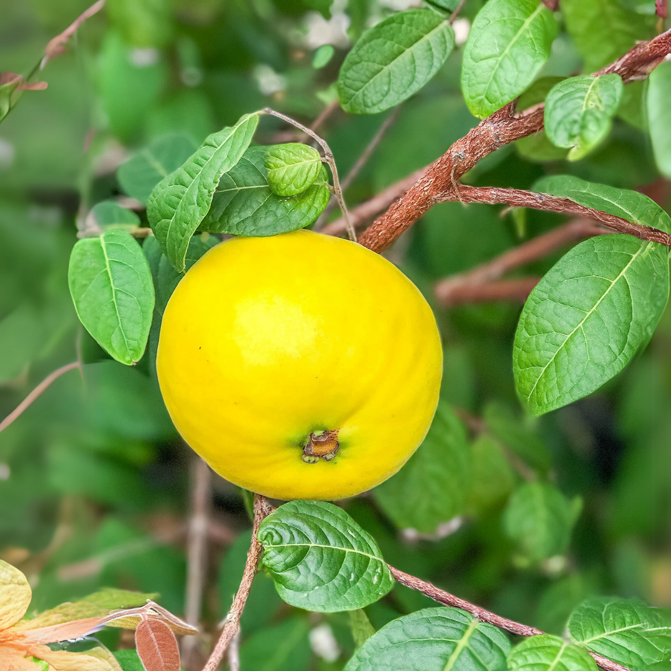 Araza Boi - Eugenia stipitata Fruit Plant