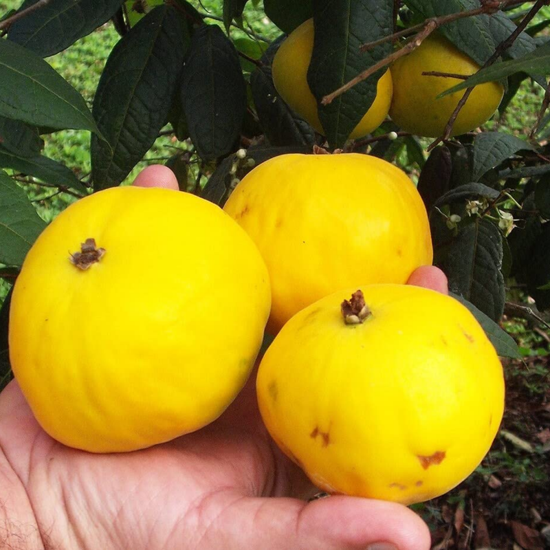 Araza Boi - Eugenia stipitata Fruit Plant