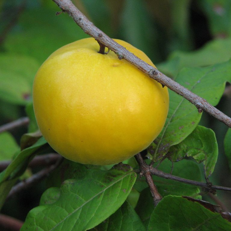 Araza Boi - Eugenia stipitata Fruit Plant