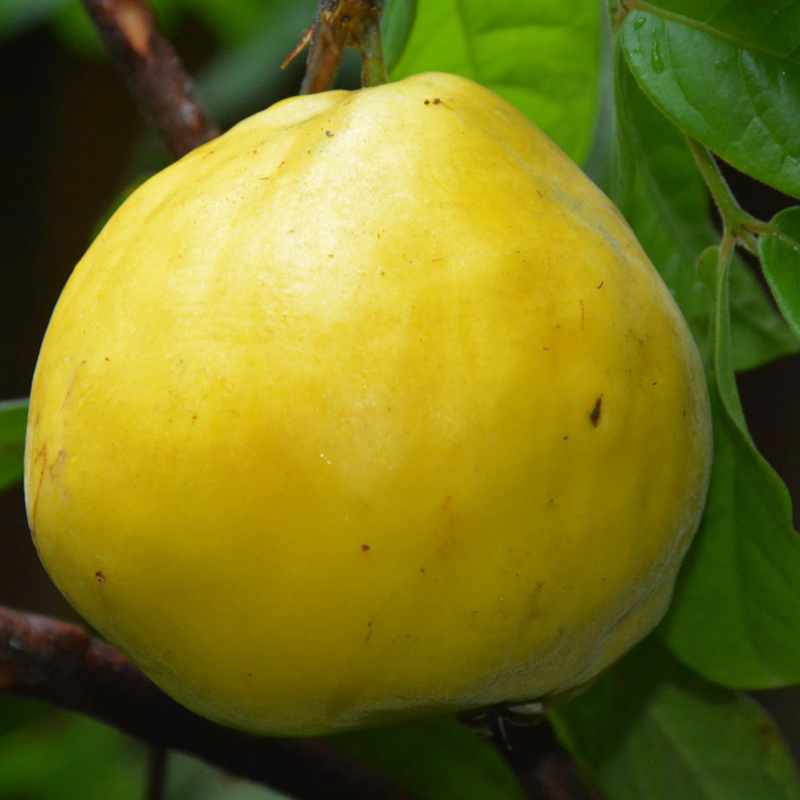 Araza Boi - Eugenia stipitata Fruit Plant