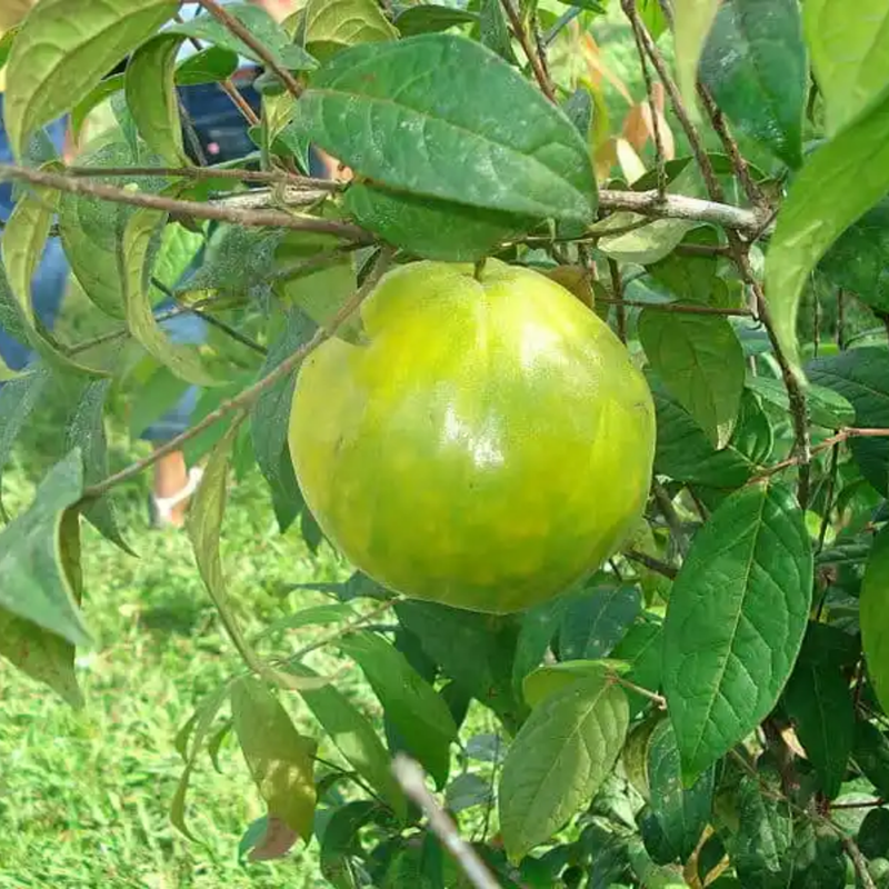 Araza Boi - Eugenia stipitata Fruit Plant