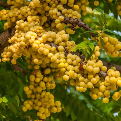 Star Gooseberry / Phyllanthus acidus - Golden - Fruit Plant