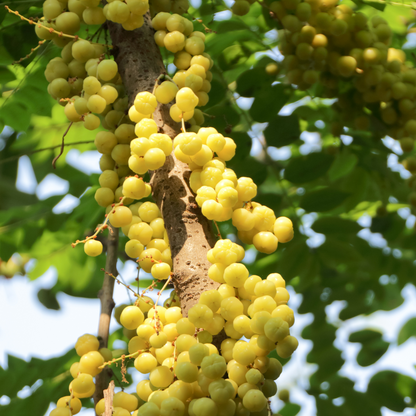 Star Gooseberry / Phyllanthus acidus - Golden - Fruit Plant