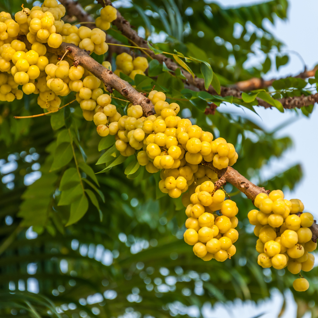 Star Gooseberry / Phyllanthus acidus - Golden - Fruit Plant