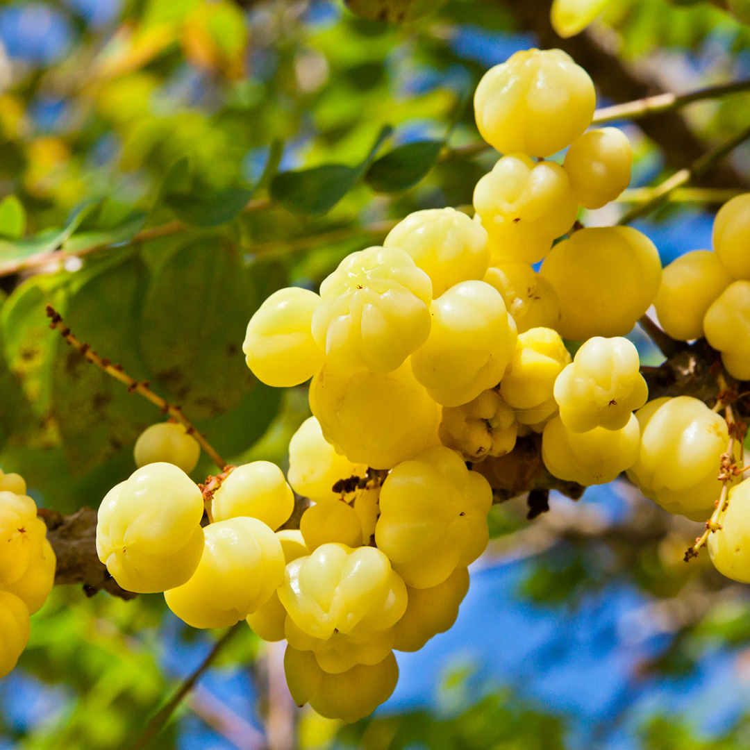 Star Gooseberry / Phyllanthus acidus - Golden - Fruit Plant