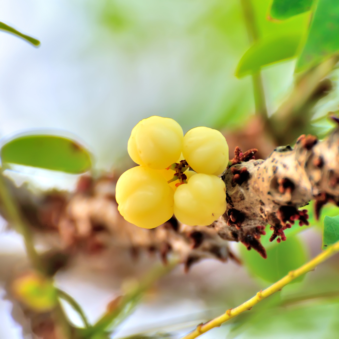 Star Gooseberry / Phyllanthus acidus - Golden - Fruit Plant