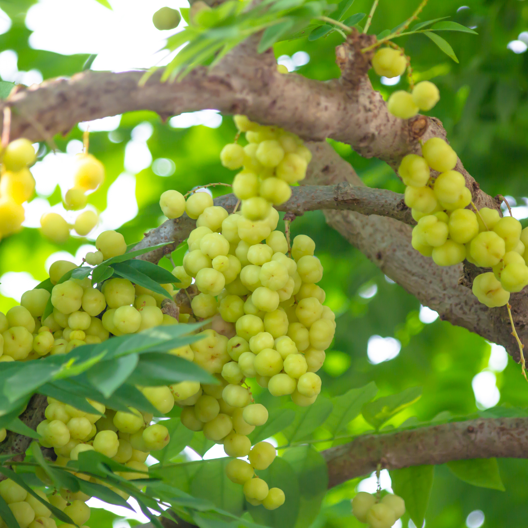 Star Gooseberry / Phyllanthus acidus - Green - Fruit Plant