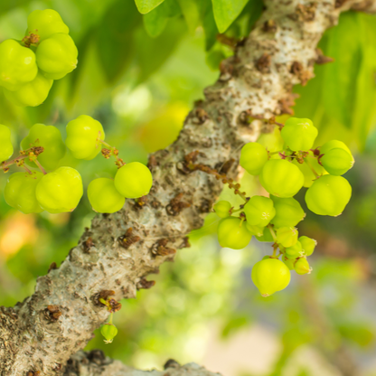 Star Gooseberry / Phyllanthus acidus - Green - Fruit Plant