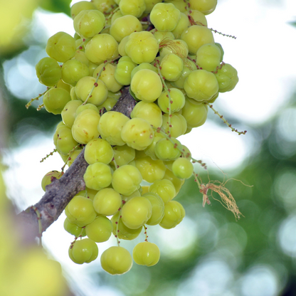 Star Gooseberry / Phyllanthus acidus - Green - Fruit Plant