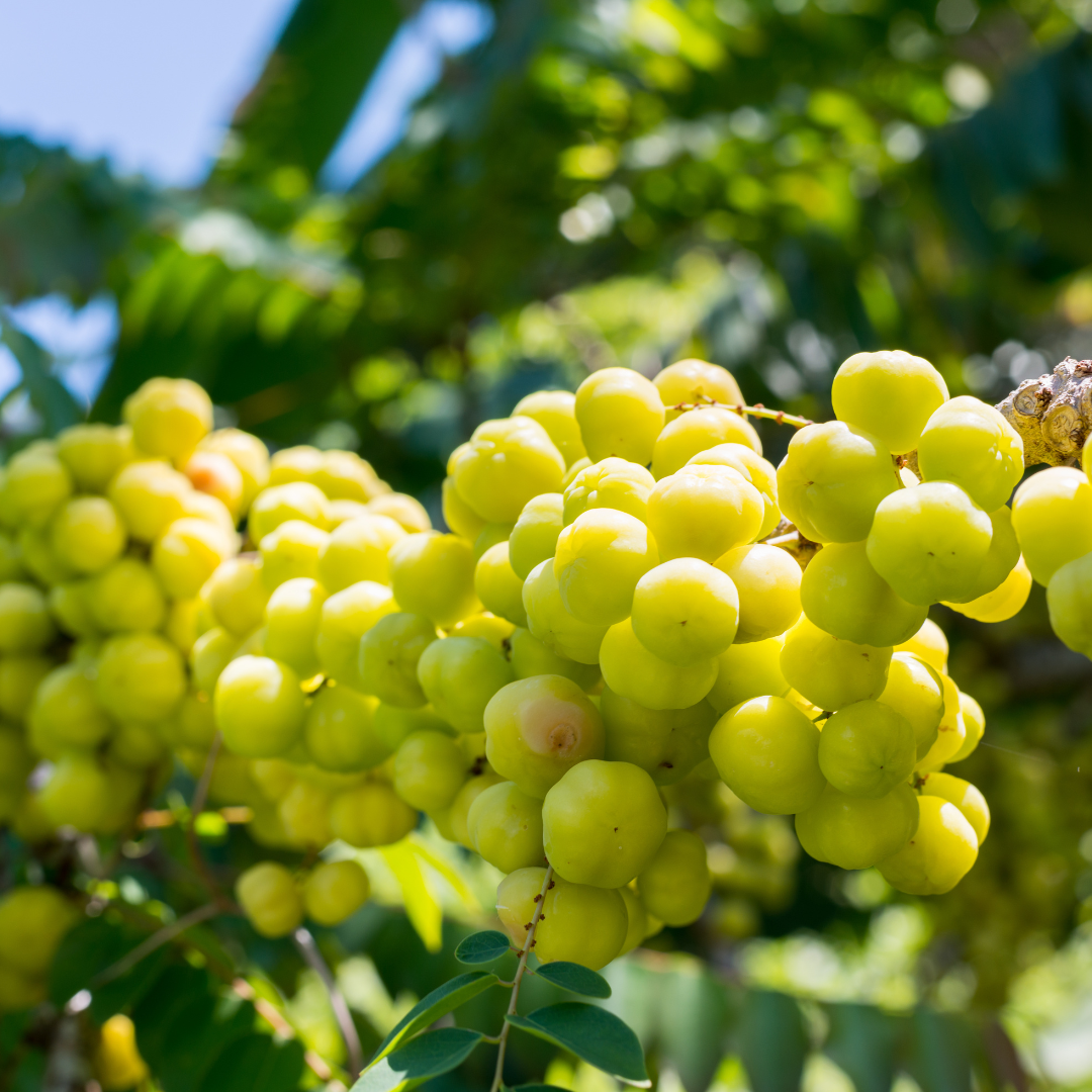 Star Gooseberry / Phyllanthus acidus - Green - Fruit Plant