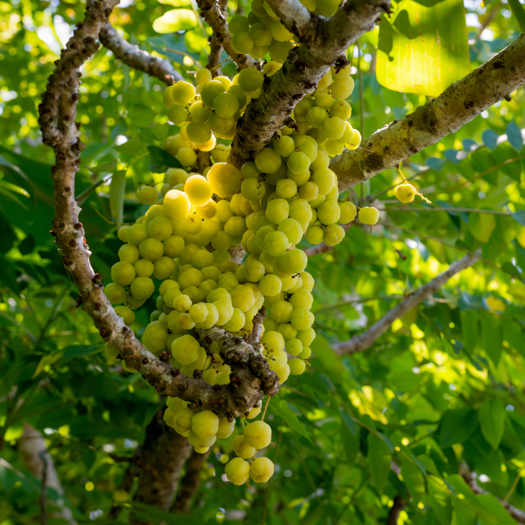 Star Gooseberry / Phyllanthus acidus - Green - Fruit Plant