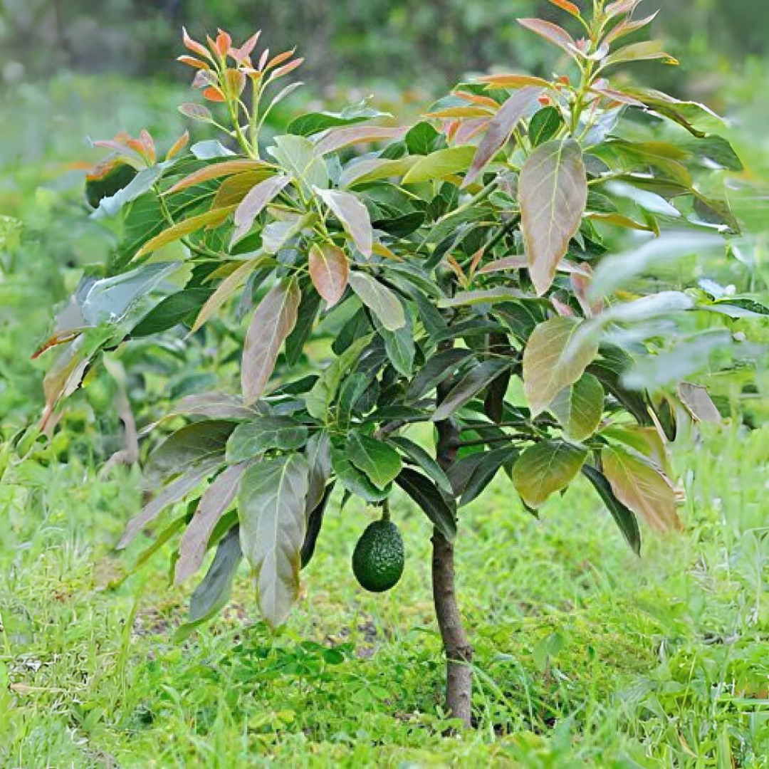 Avocado - Dwarf Fruit Plant