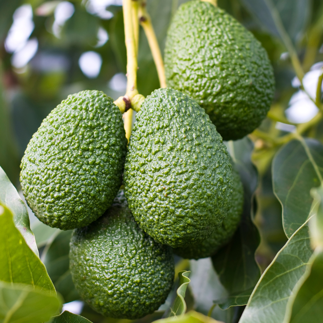 Avocado - Hass Fruit Plant