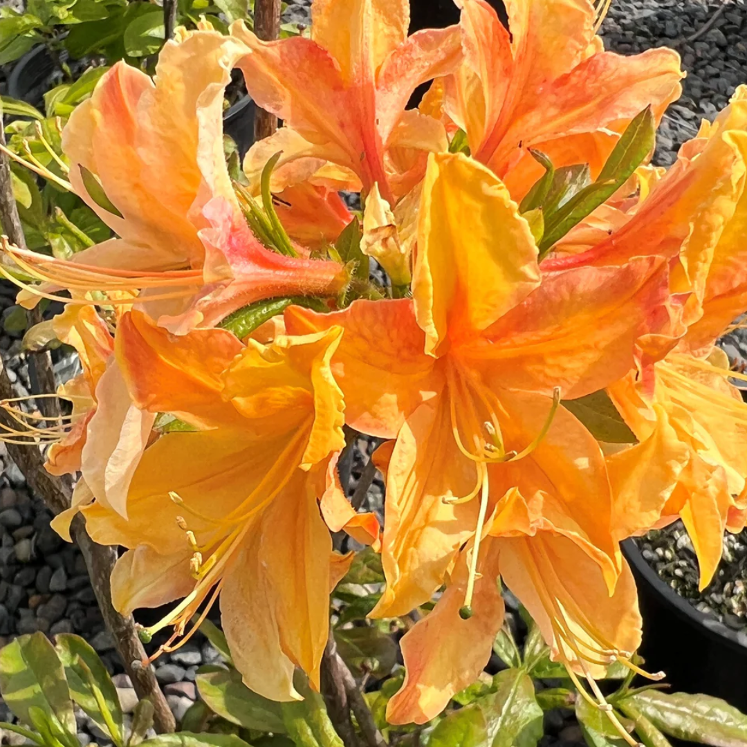 Azalea - Golden Flame - Hybrid Flower Plant