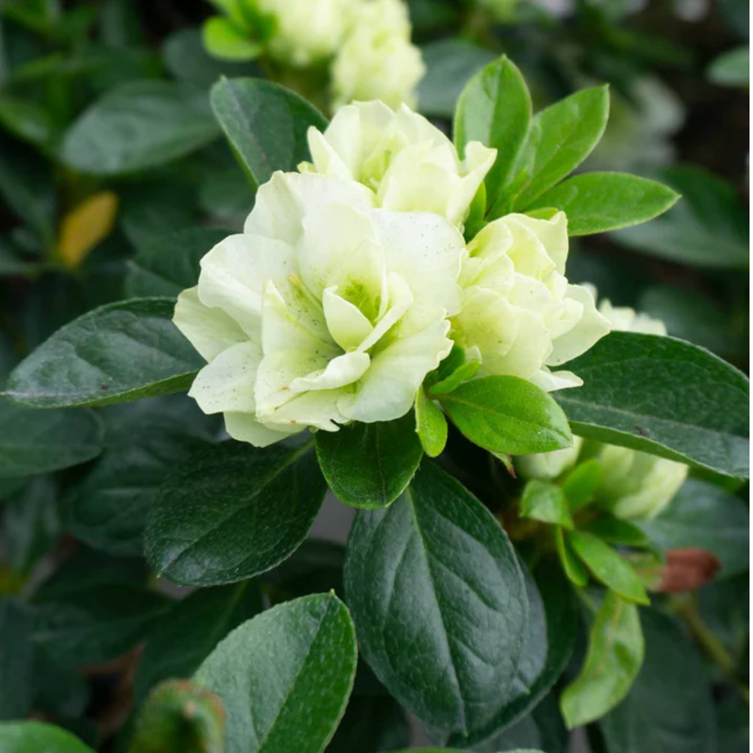 Azalea - Green - Hybrid Flower Plant