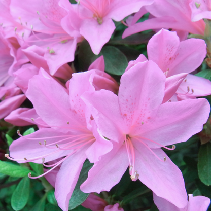 Azalea - Lavender - Hybrid Flower Plant