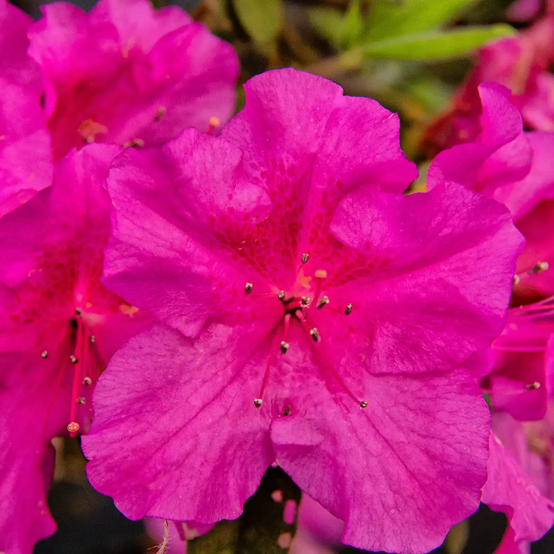 Azalea - Magenta - Hybrid Flower Plant