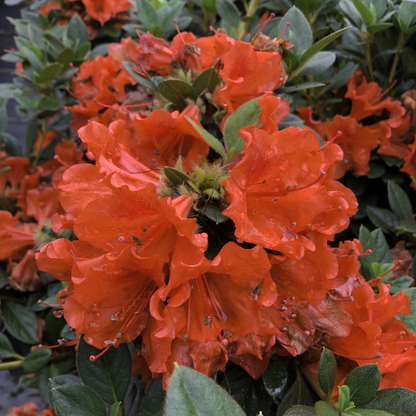 Azalea - Orange - Hybrid Flower Plant