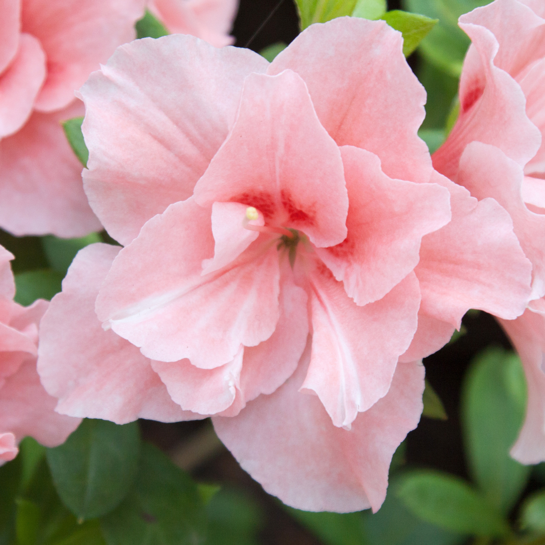 Azalea - Peach - Hybrid Flower Plant