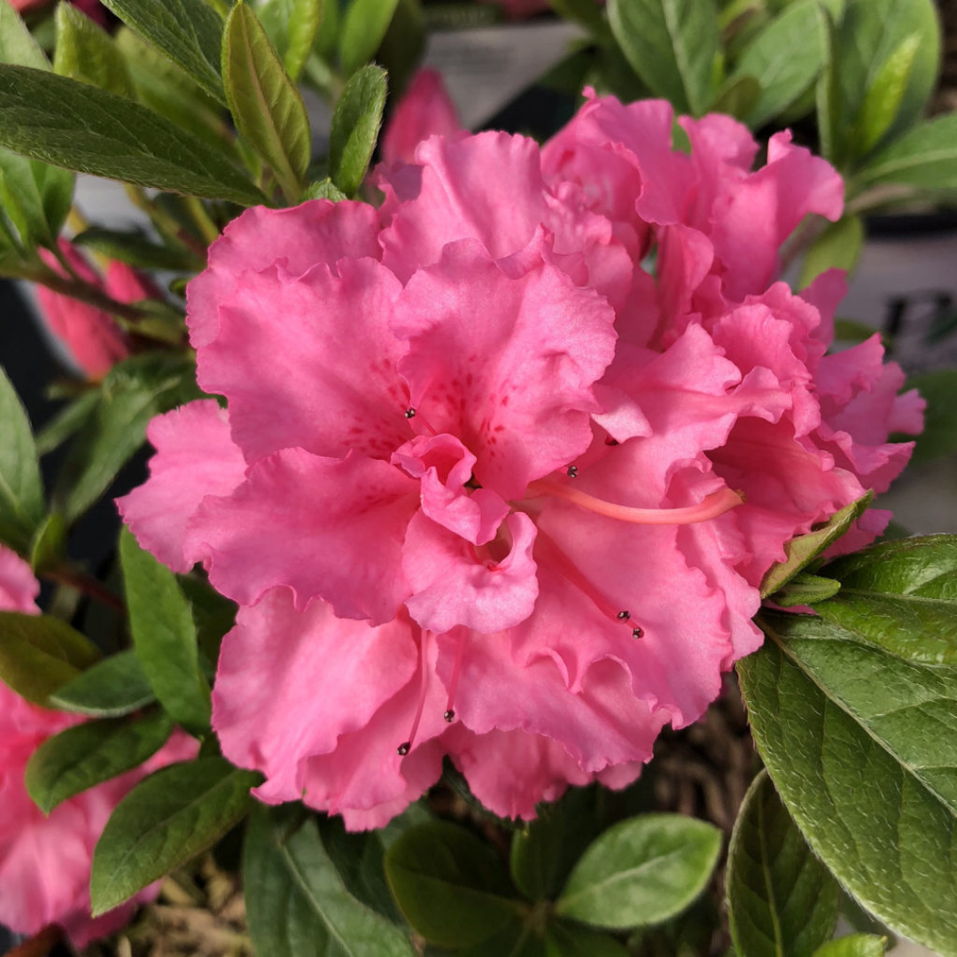 Azalea - Pink Double - Hybrid Flower Plant