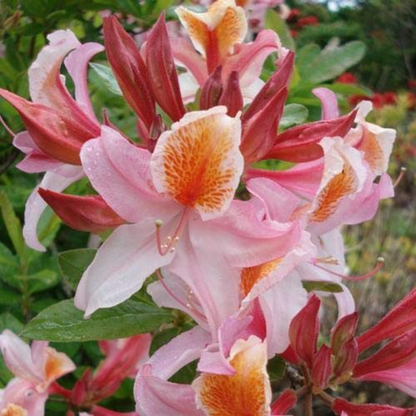 Azalea - Pink Orange - Hybrid Flower Plant