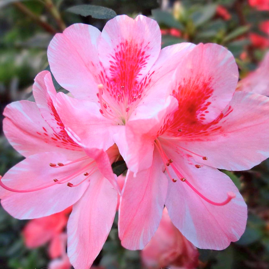 Azalea - Pink White - Hybrid Flower Plant