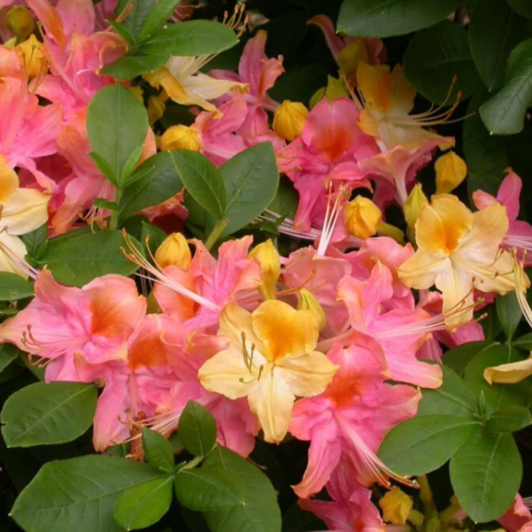 Azalea - Rainbow - Hybrid Flower Plant