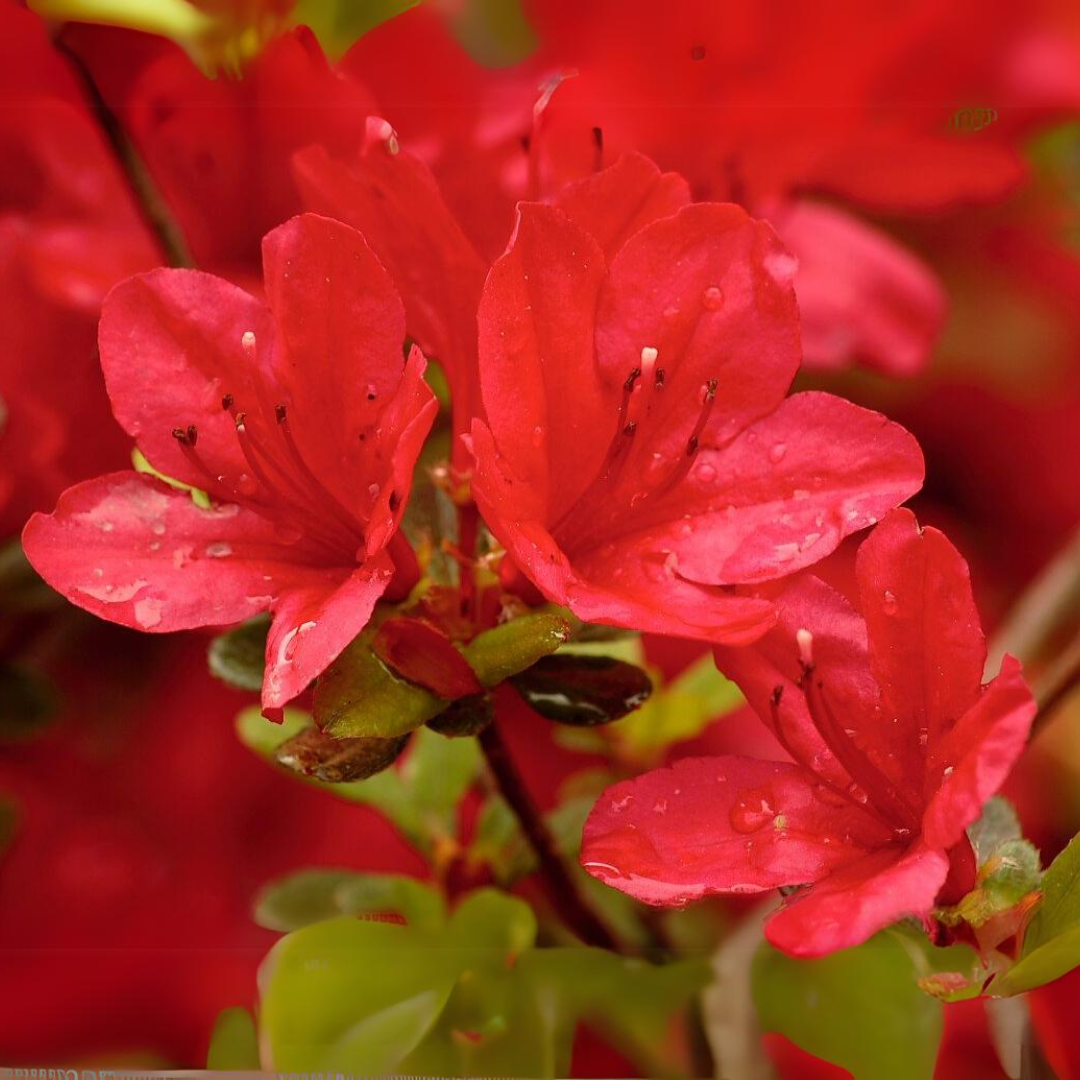 Azalea - Red - Hybrid Flower Plant