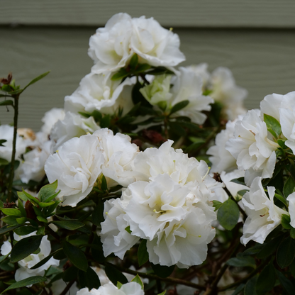 Azalea - White Double - Hybrid Flower Plant