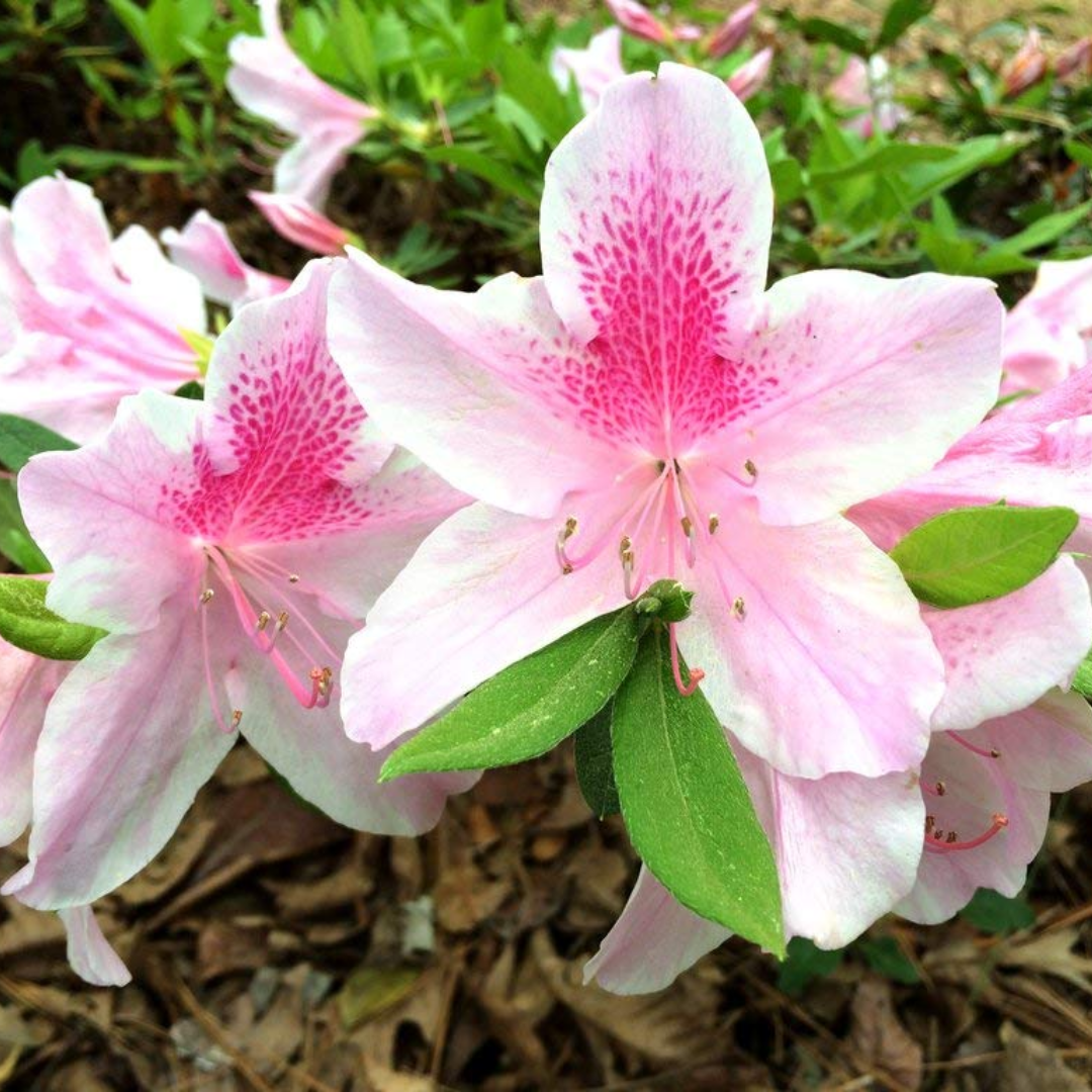 Azalea - White Pink - Hybrid Flower Plant