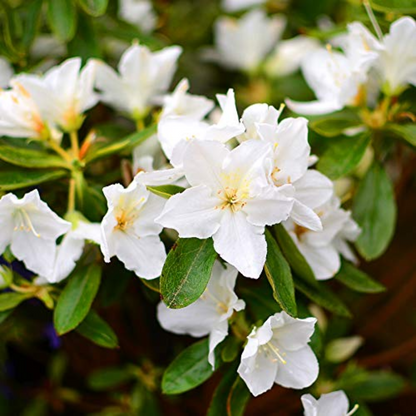 Azalea - White - Hybrid Flower Plant