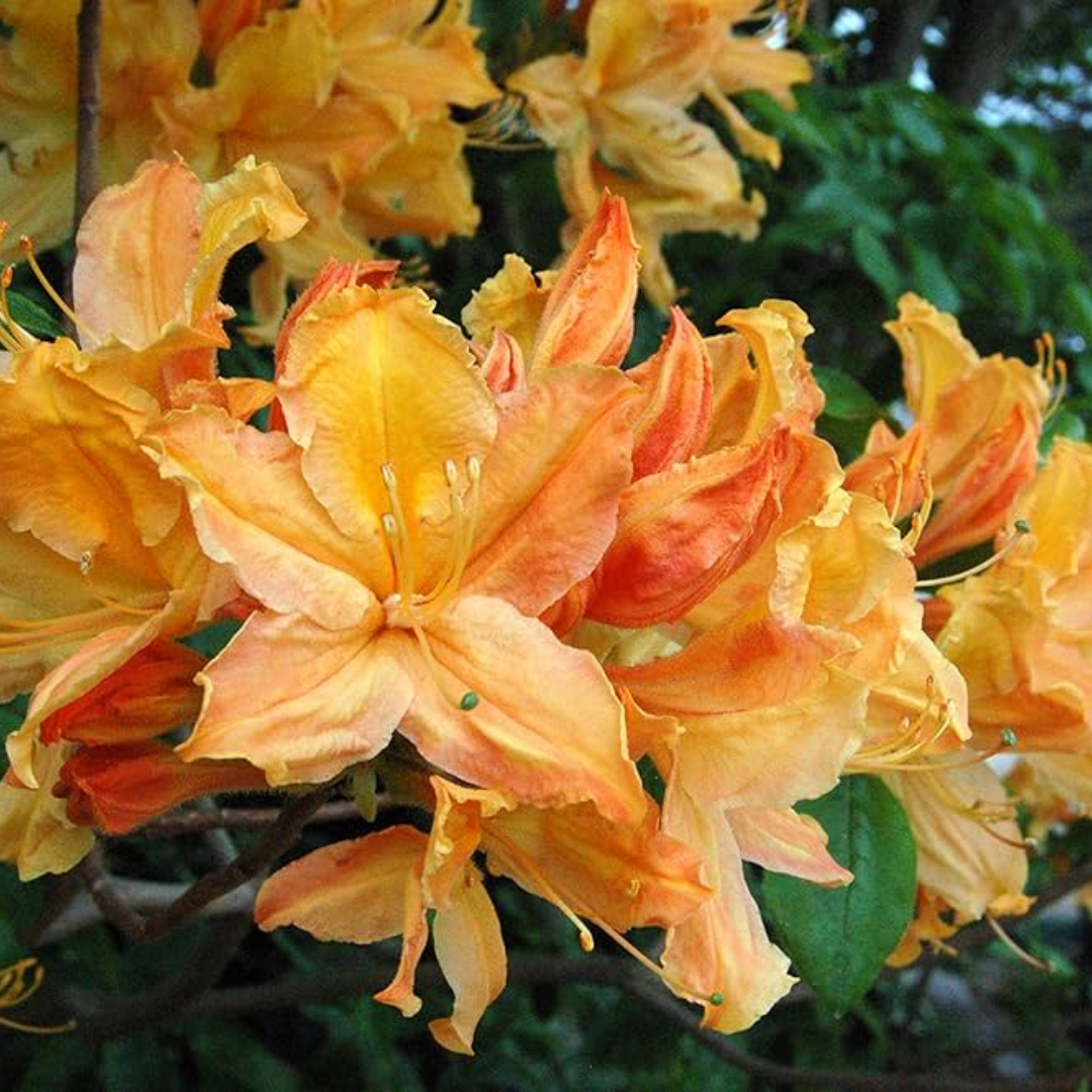 Azalea - Yellow Cream - Hybrid Flower Plant