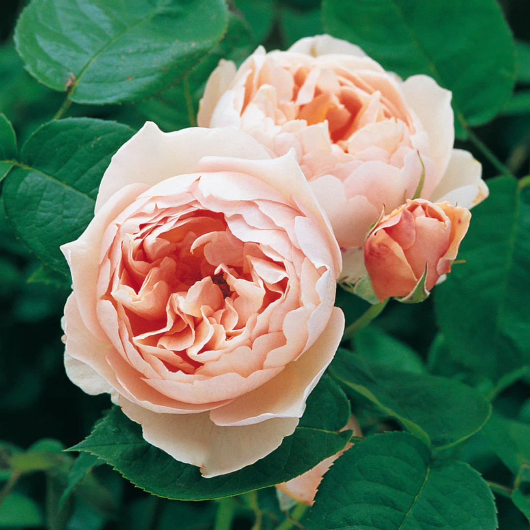 Rose - Beauty Princess - Hybrid Flower Plant