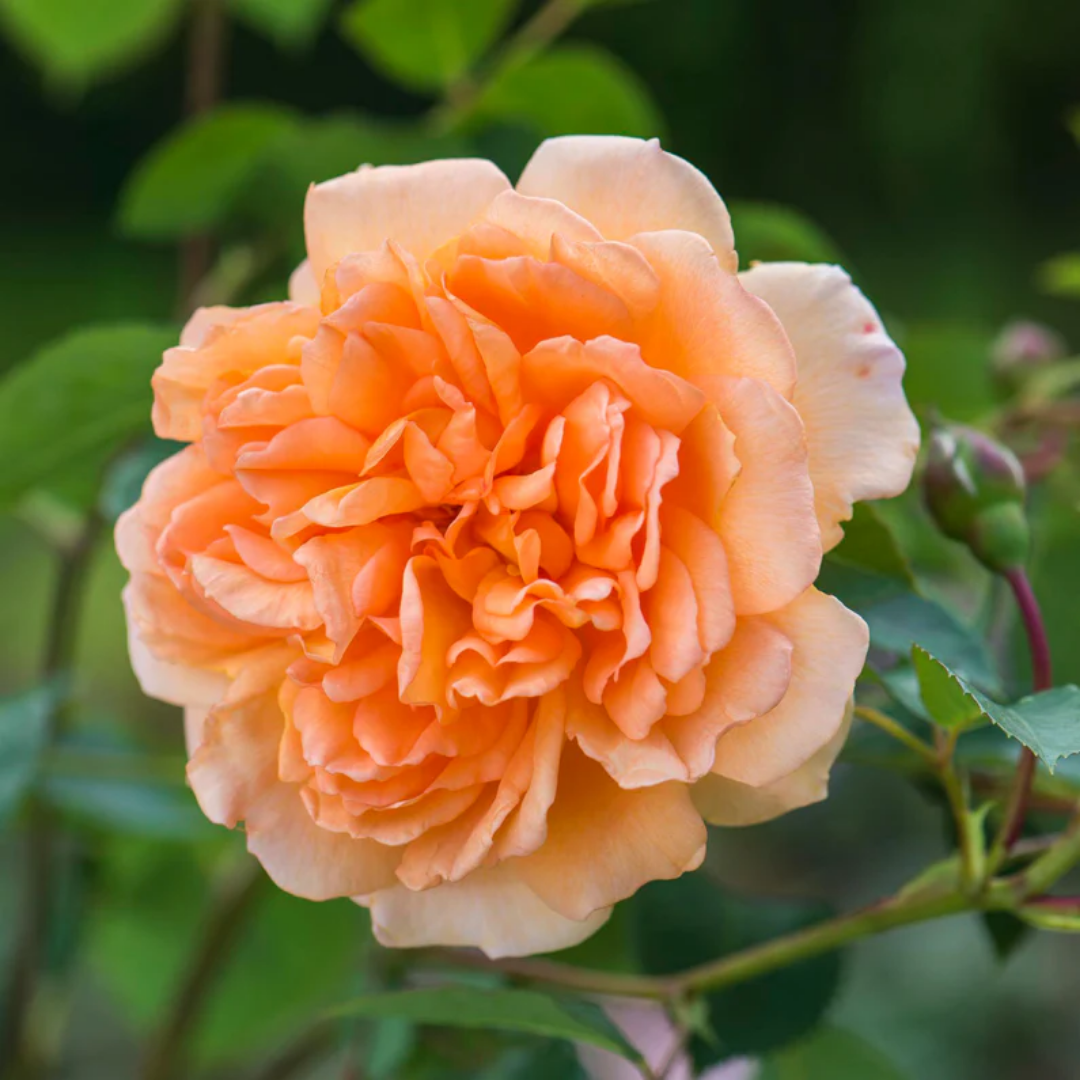 Rose - Beauty Queen - Hybrid Flower Plant