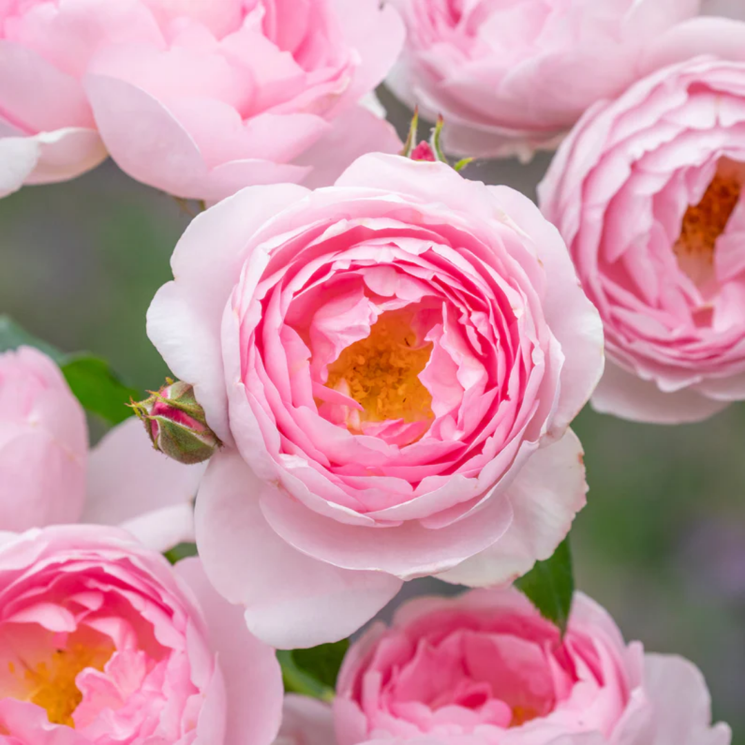 Rose - Blooming Lotus - Hybrid Flower Plant