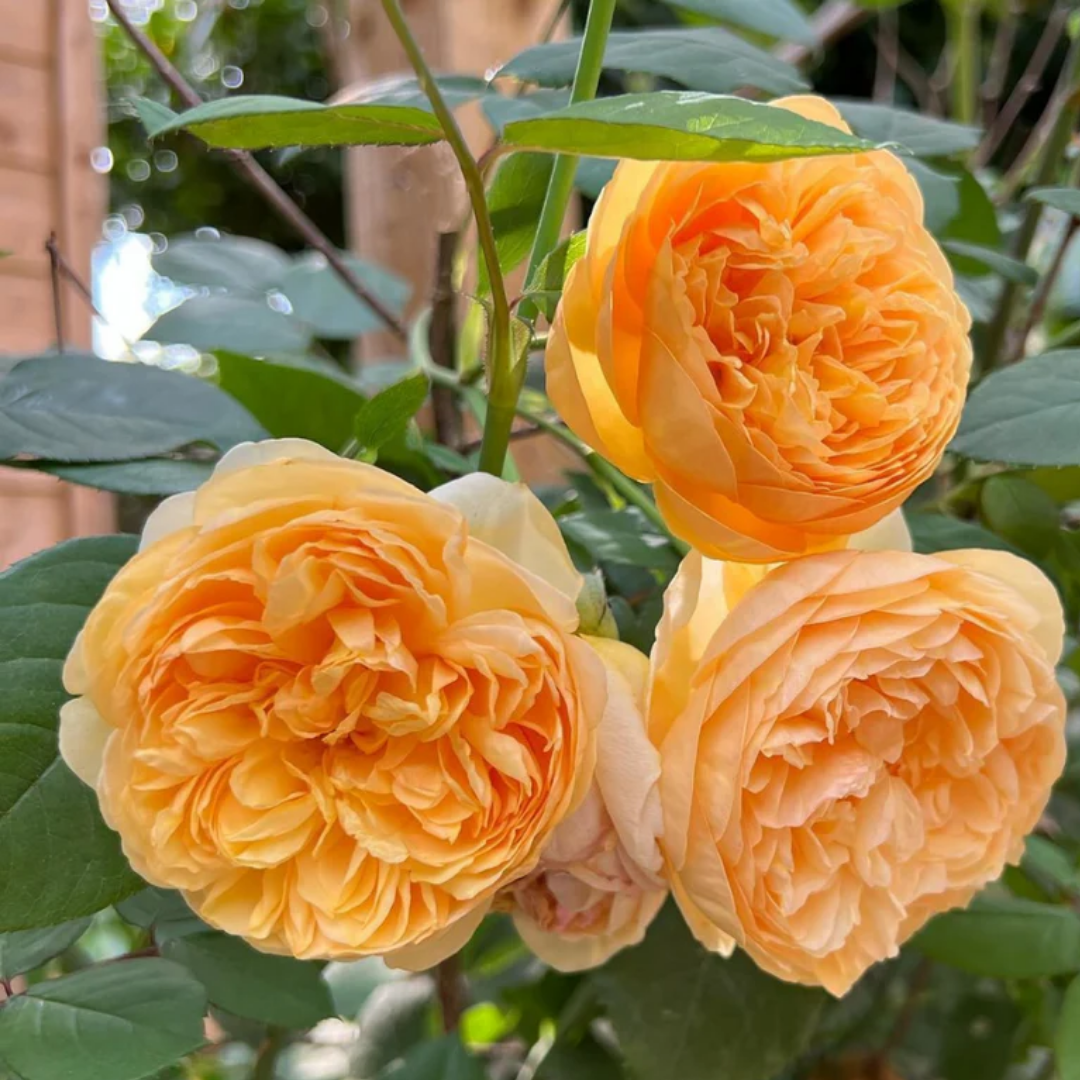 Rose - Bring Me Sunshine - Hybrid Flower Plant