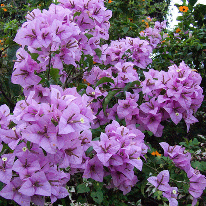 Bougainvillea - Lavender Climber - Hybrid Flower Plant