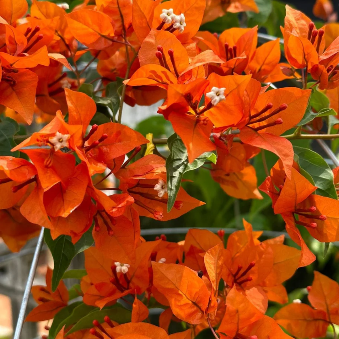 Bougainvillea - Orange Bush - Hybrid Flower Plant