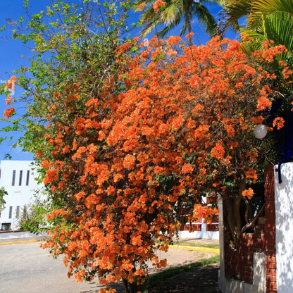 Bougainvillea - Orange Climber - Hybrid Flower Plant